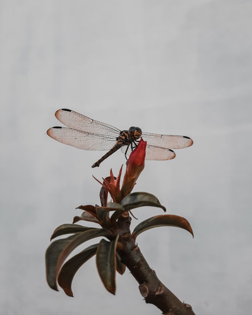 Serene Dragonfly Macro Wallpaper: Translucent Wings on Budding Plant