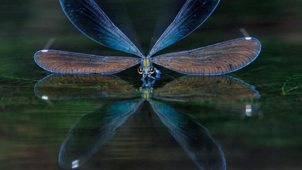 Vibrant Dragonfly Close-Up: Captivating Symmetrical Reflection Wallpaper