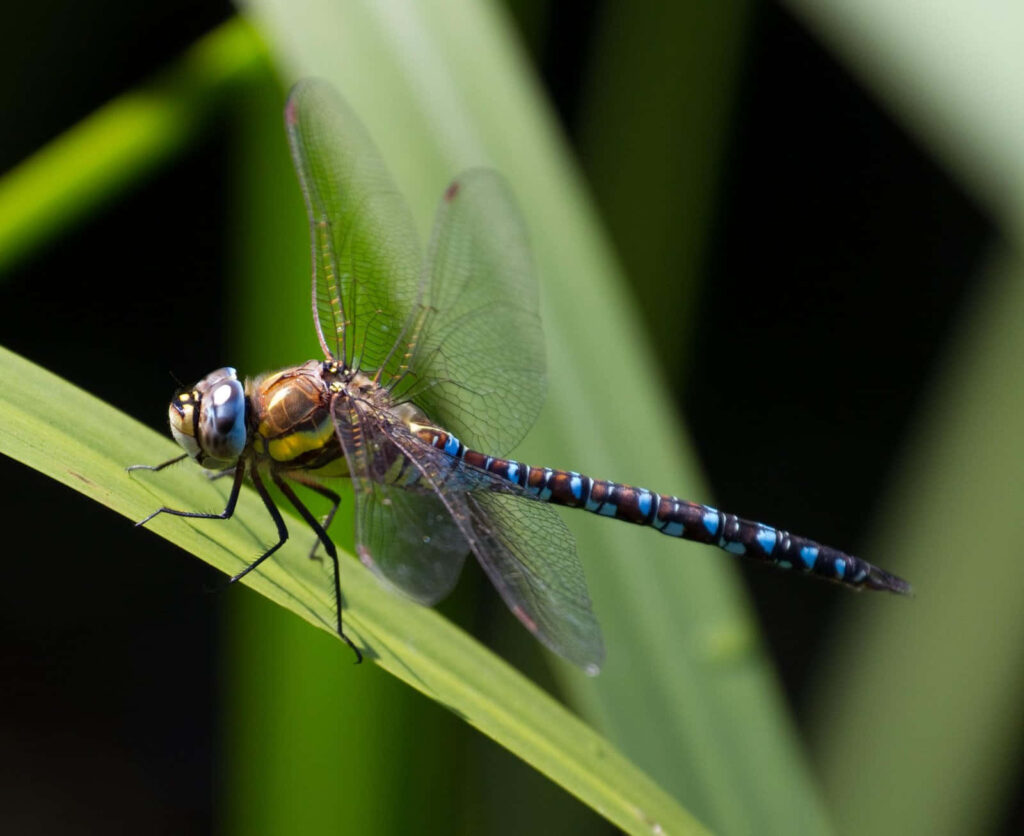 Close-Up Dragonfly Wallpaper: Serene Green Grass Background