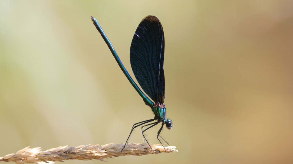 Stunning Close-Up of a Dragonfly on Wheat: Nature Wallpaper