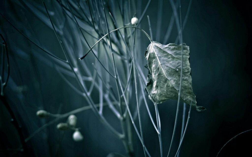 Stunning Wallpaper: Dried Leaf and Grass in Soft Moody Light