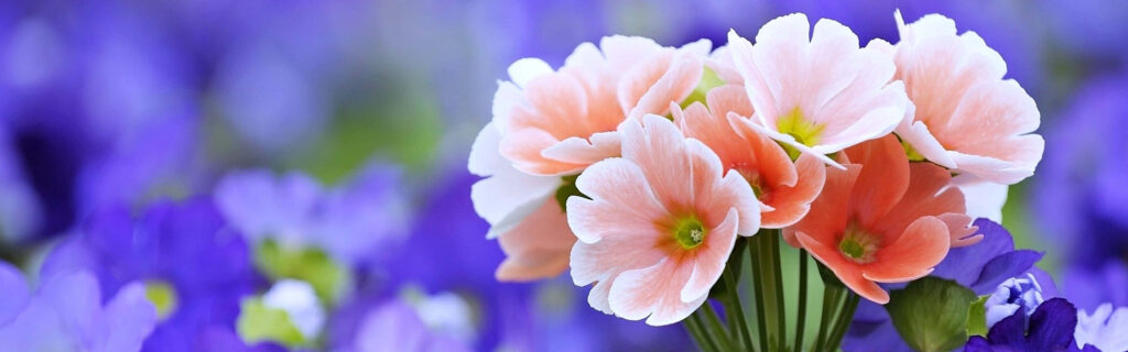 Vibrant Dual-Screen Wallpaper: Pink & Purple Spring Flower Background