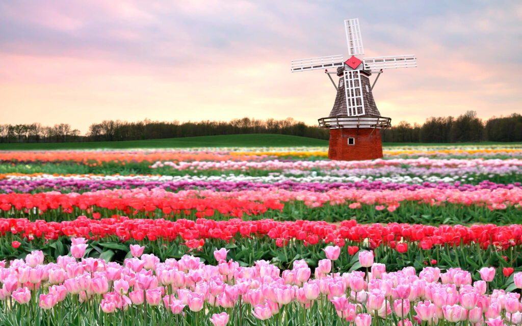 Scenic Dutch Windmill and Tulip Fields Wallpaper Background