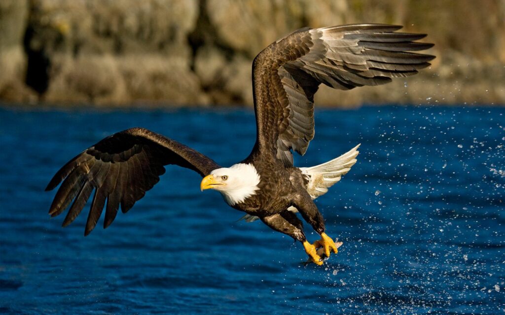 Majestic Eagle in Flight: Stunning Wallpaper Over Water - High Res