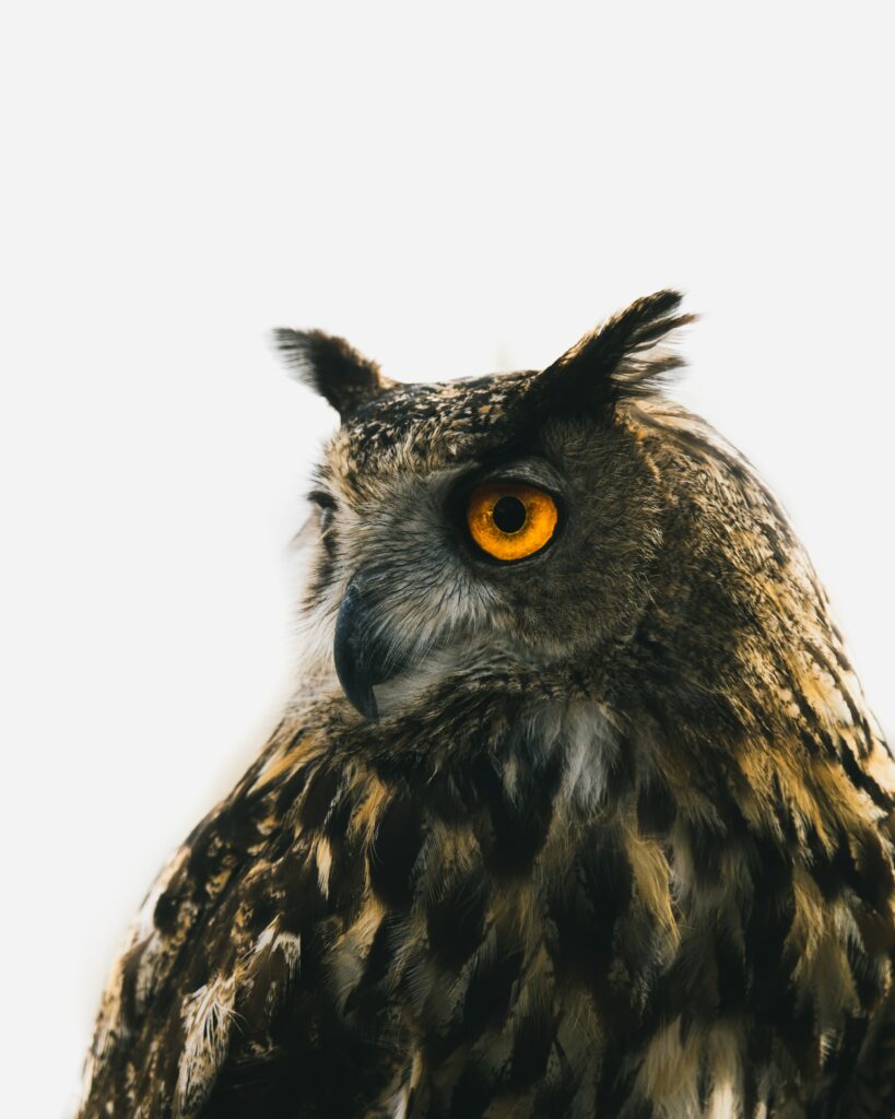 Stunning Eagle Owl Wallpaper: Striking Eyes & Feathers on Minimalist Background