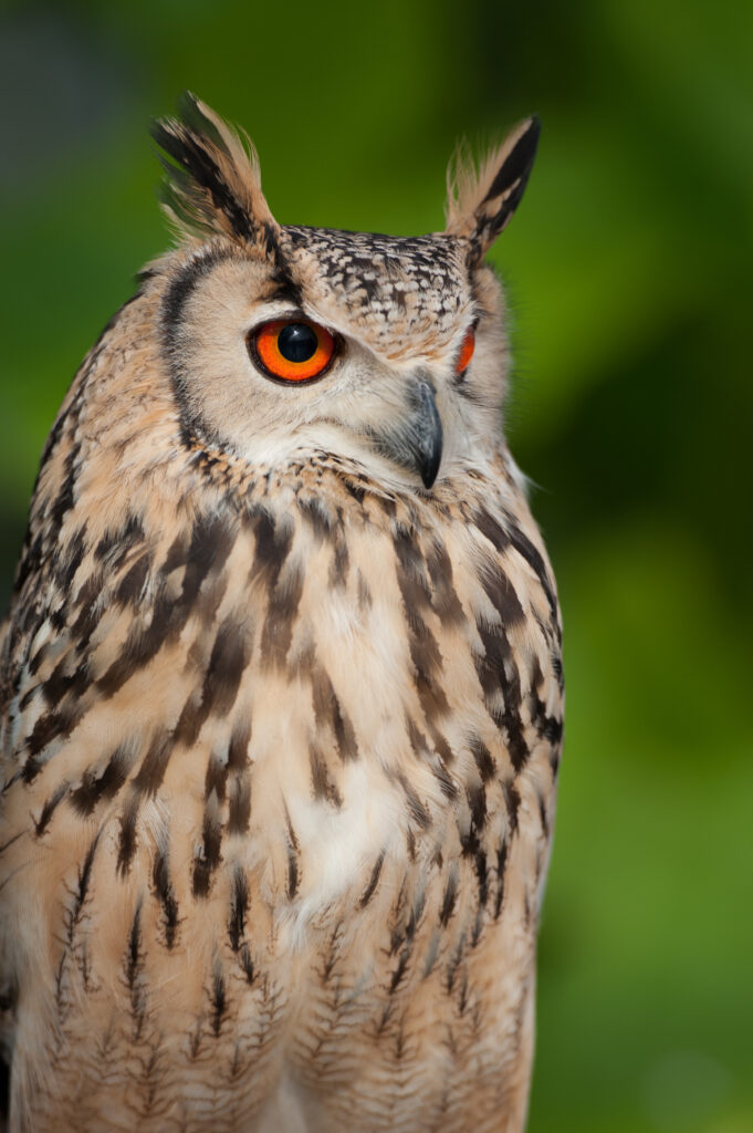 Stunning Eagle Owl Wallpaper: Intricate Feathers & Intense Gaze