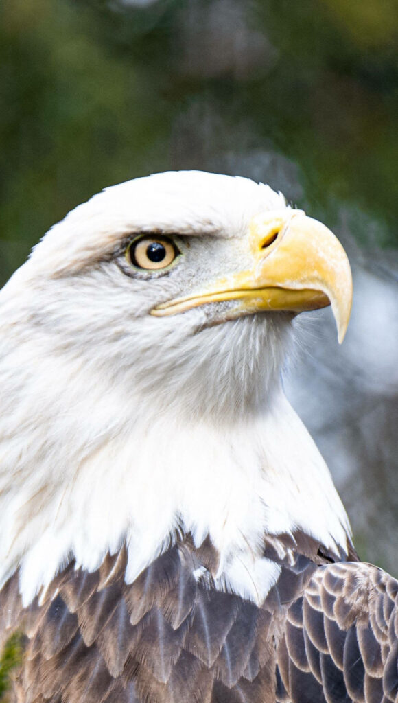 Stunning Eagle Portrait: Sharp Eye & Majestic Beak in Nature Wallpaper