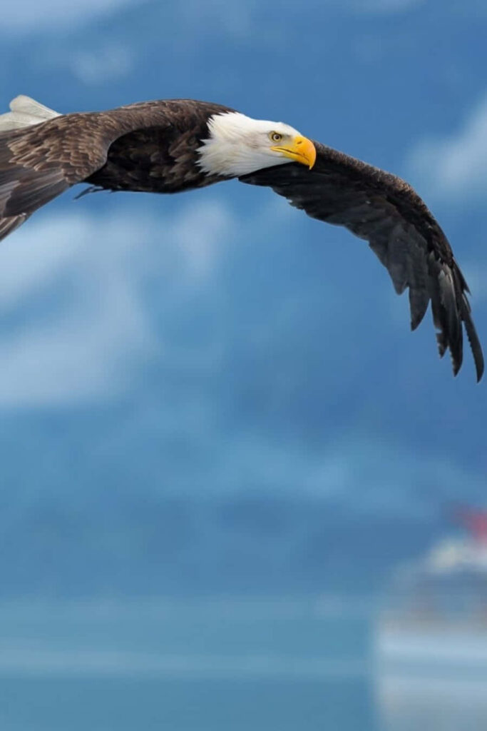 Stunning Bald Eagle iPhone Wallpaper: Freedom & Power in Blue