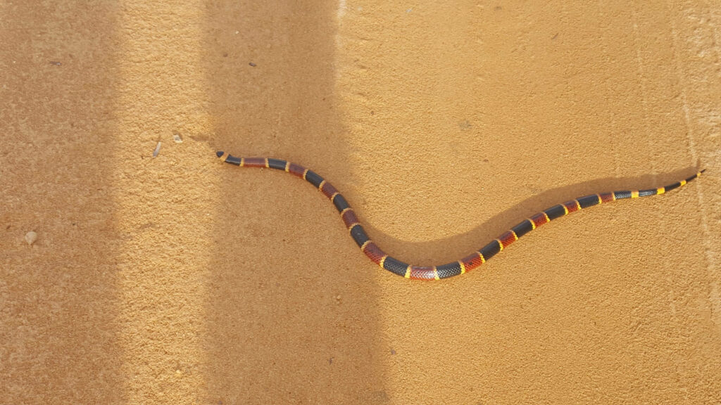 Elegant Eastern Coral Snake Wallpaper on Sandy Desert Background