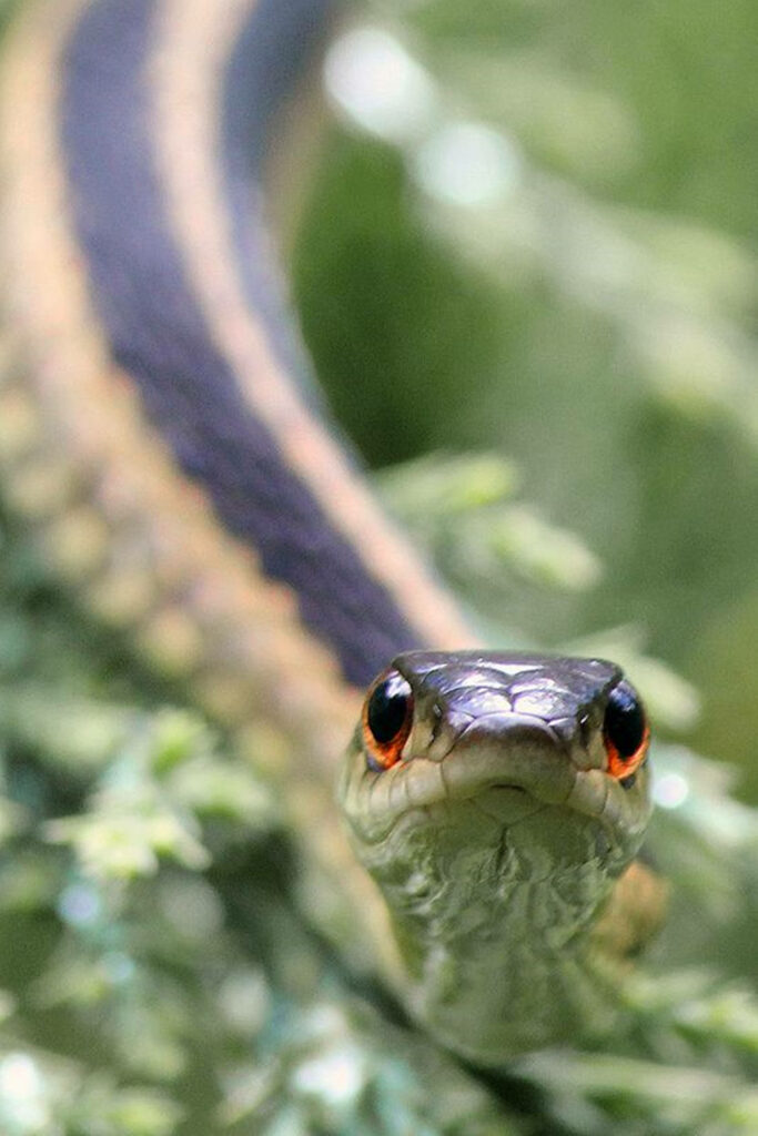 Striking Eastern Ribbon Garter Snake Wallpaper: Black, Yellow & Red