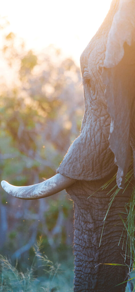 Serene Elephant Profile Wallpaper in Sunlit Natural Habitat