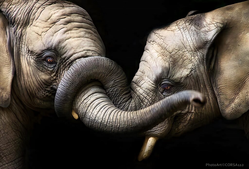 Elephants Embracing: Stunning Wallpaper Background of Unity and Bond