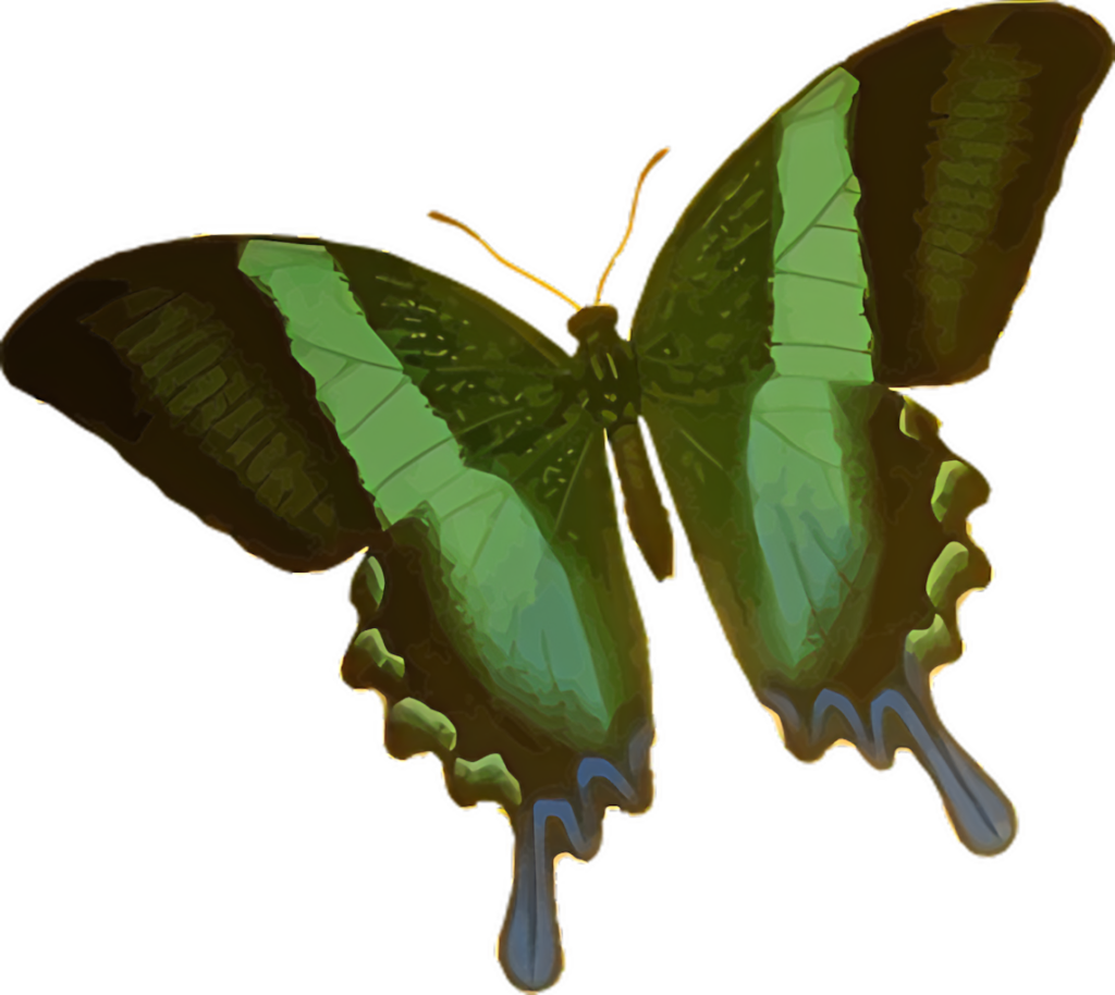 Emerald Green Butterfly Wallpaper: Elegant Design & Vibrant Hues