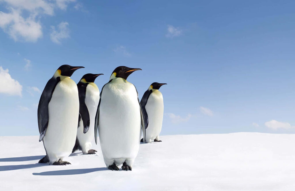 Emperor Penguins Marching: Stunning Snowy Landscape Wallpaper