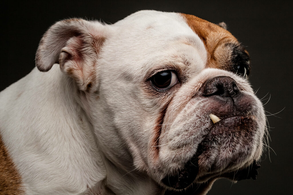 Stunning English Bulldog Wallpaper: Rugged Charm on Dark Background