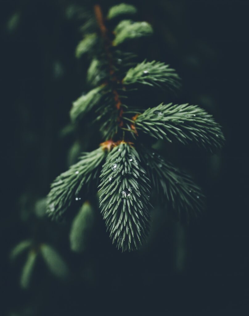 Stunning Macro Evergreen Needle Wallpaper with Water Droplets