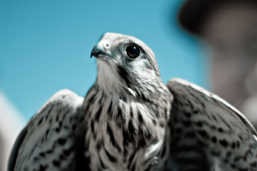 Majestic Falcon Close-Up: Sharp Beak & Piercing Eyes Wallpaper