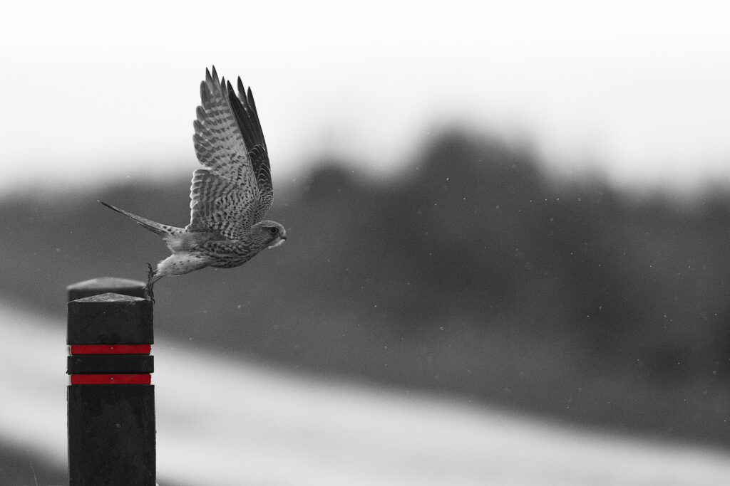 Falcon in Mid-Flight: Majestic Wallpaper with Soft Background