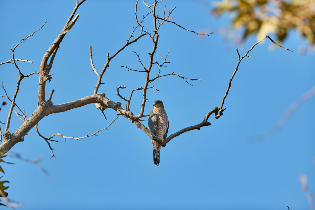 Graceful Falcon Wallpaper: High-Res Bird Against Clear Blue Sky
