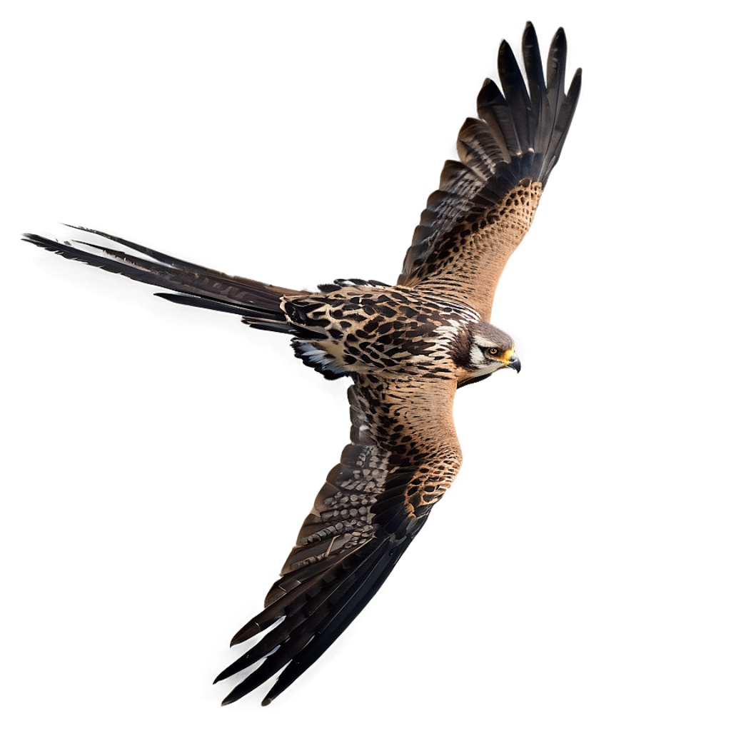 Stunning Falcon Wallpaper: Grace & Power in Mid-Flight