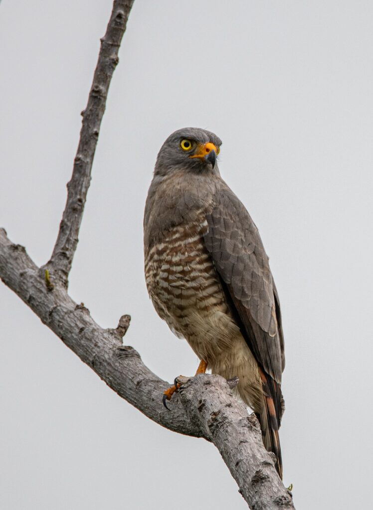 Striking Falcon Wallpaper: Majestic Bird on Bare Branch