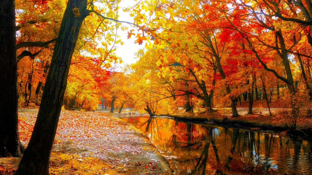 Serene Fall Trees by Calm River - 2560x1440 Wallpaper Background