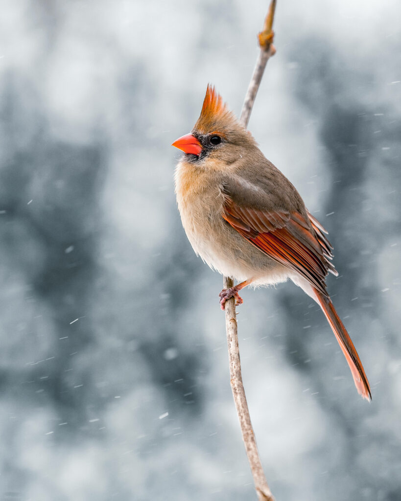 Beautiful Cardinal on Branch: Winter Wonderland Wallpaper Background