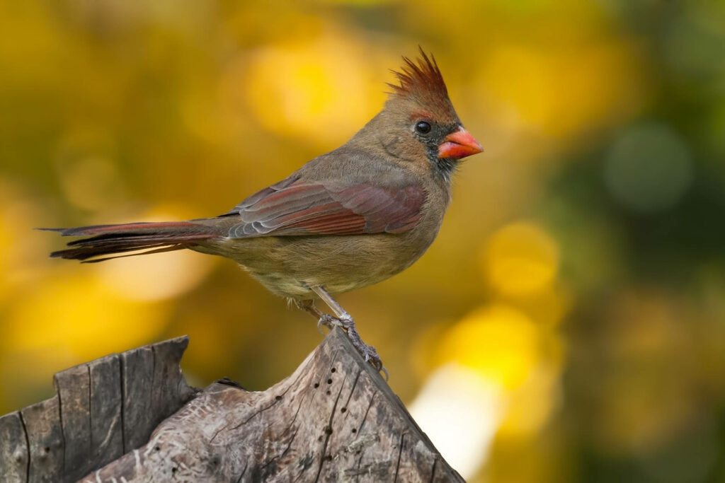 Graceful Female Cardinal on Tree Stump with Golden Background Wallpaper