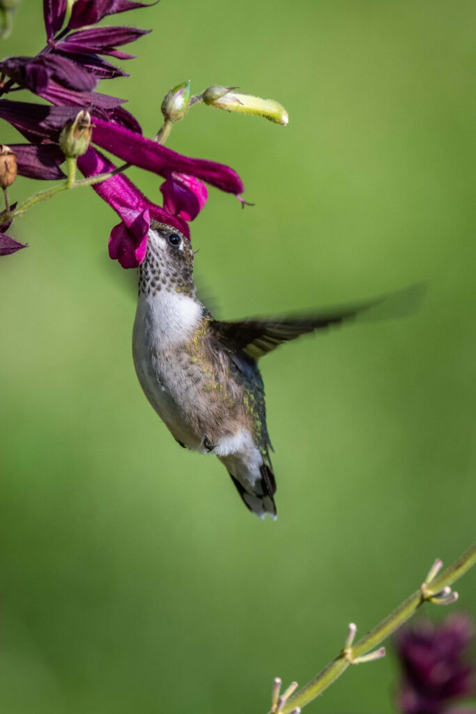 Stunning Hummingbird Wallpaper: Vibrant Flowers & Soft Green Background