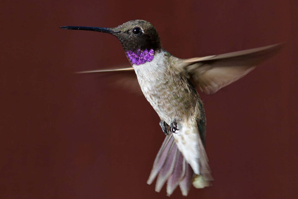 Stunning Hummingbird Wallpaper: Grace in Flight with Vibrant Plumage