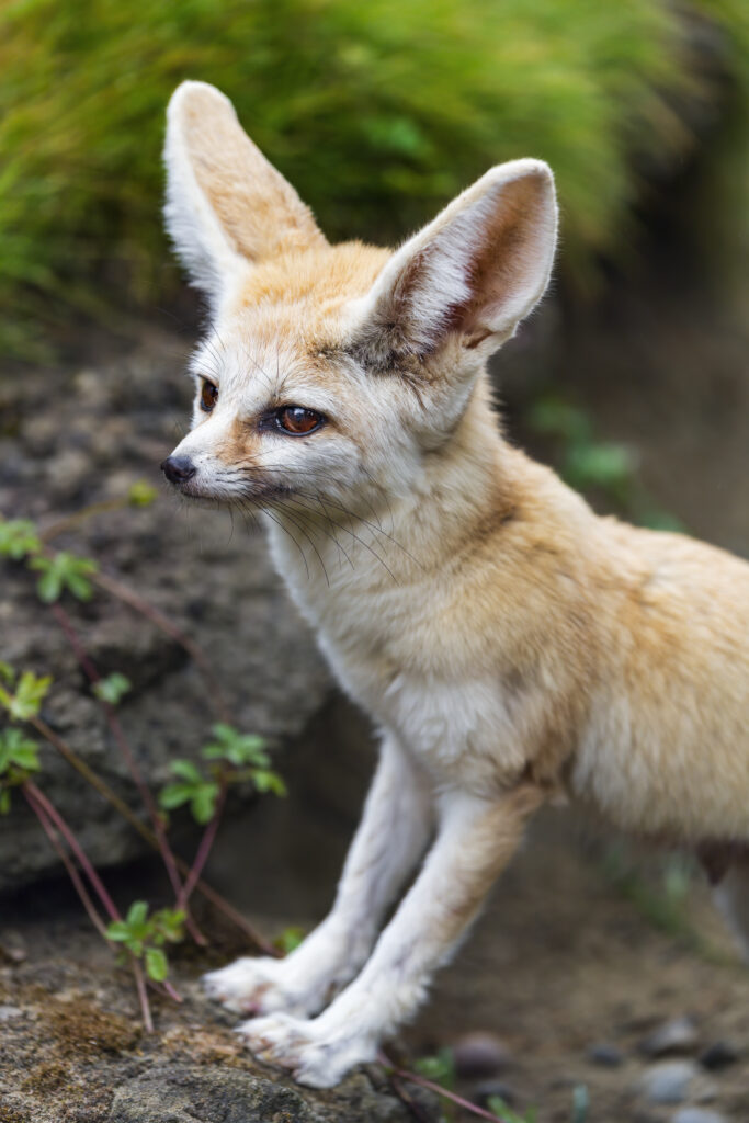 Close-Up of Enchanting Fennec Fox: Stunning Wallpaper Background