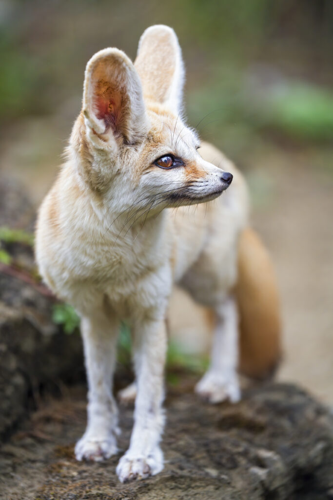 Fennec Fox Wallpaper: Large Ears in Natural Desert Setting
