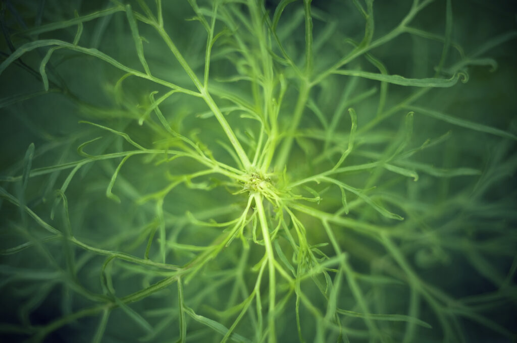Close-Up Macro of Delicate Fennel Textures - Nature Wallpaper