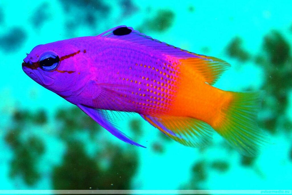 Vibrant Fish Wallpaper: Striking Purple & Orange on Turquoise Aquatic