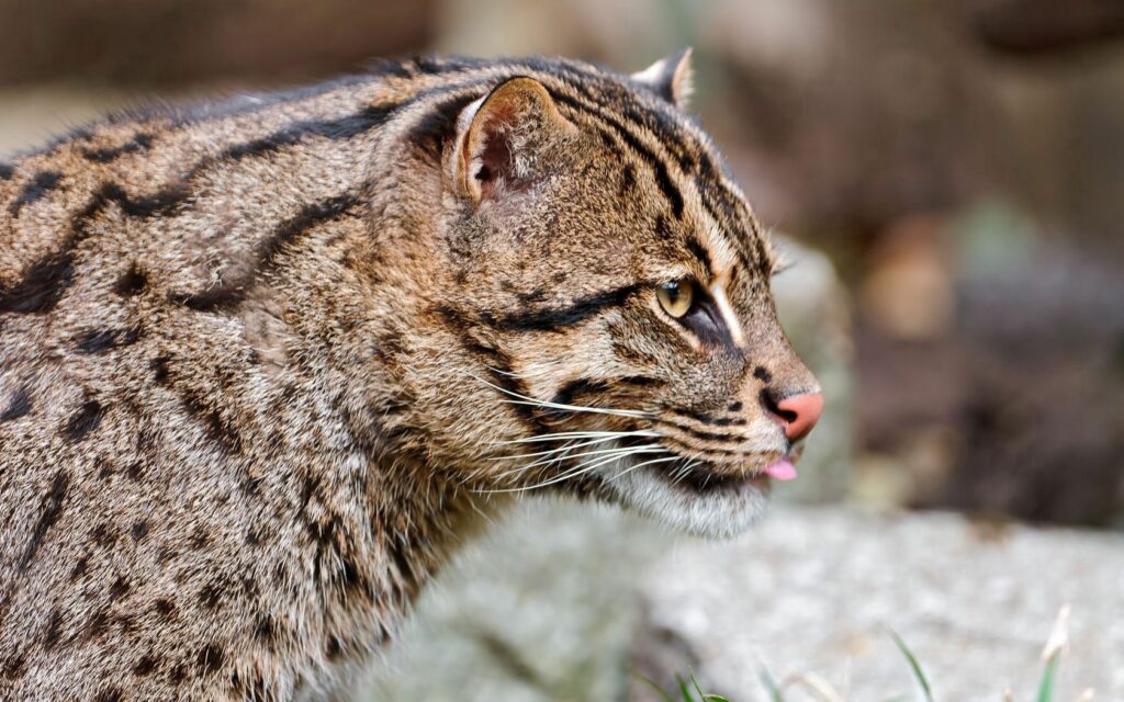 Close-Up of a Fishing Cat: Striking Spotted Feline in Nature Wallpaper