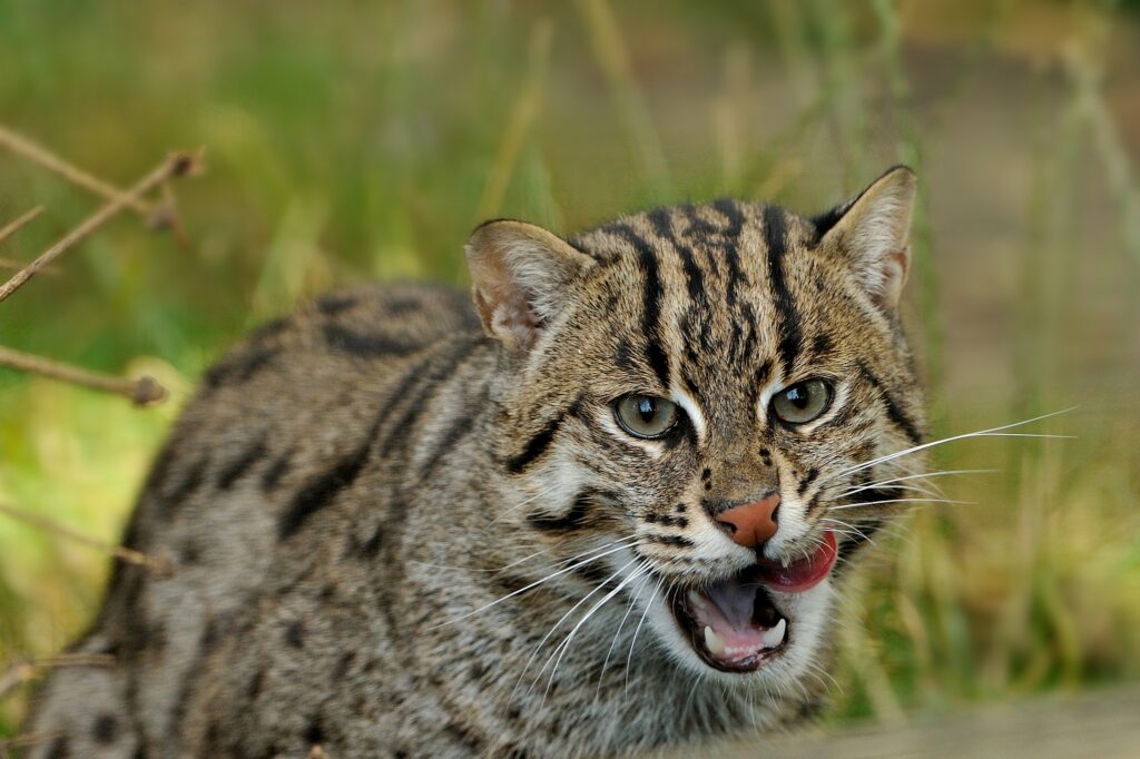 Stunning Fishing Cat Wallpaper: Striking Fur & Intense Gaze