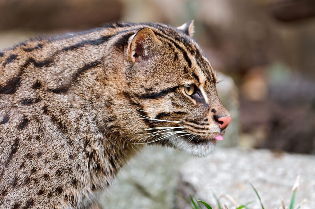 Stunning Fishing Cat Profile: Spotted Fur & Natural Beauty Wallpaper