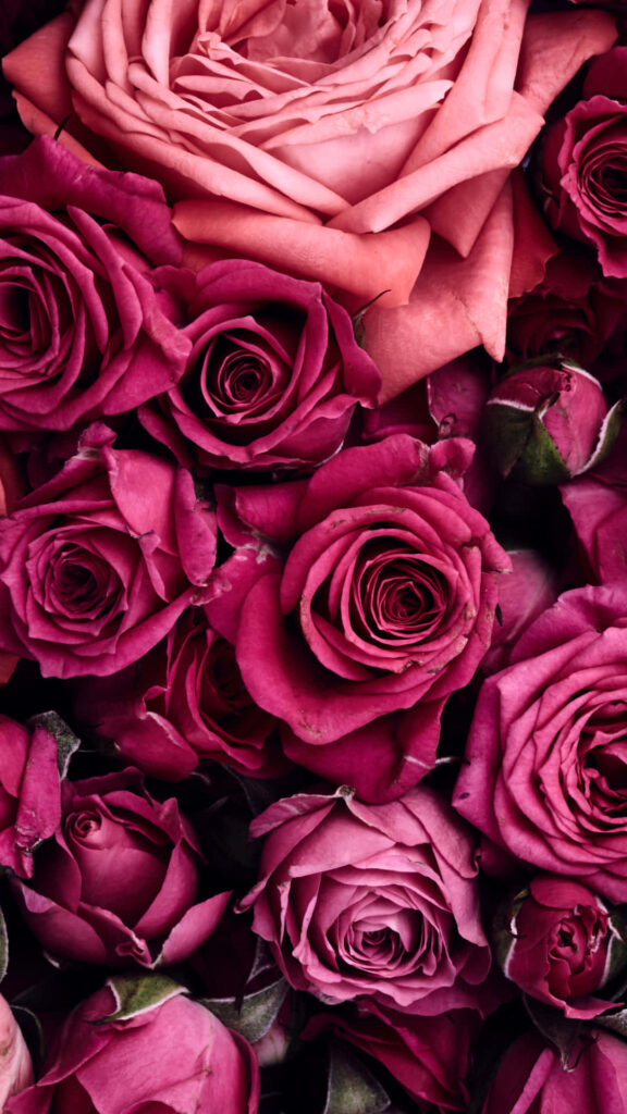 Vibrant Pink & Red Roses Wallpaper: Romantic Floral Background