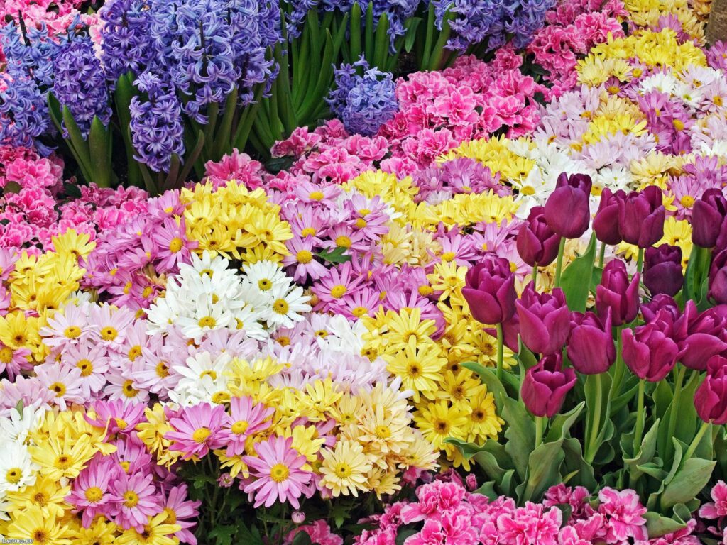 Vibrant 1600x1200 Floral Wallpaper: Colorful Chrysanthemums & Tulips