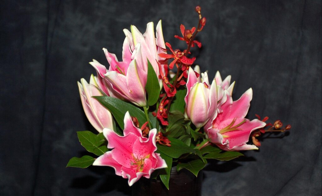 Elegant Pink Lilies Wallpaper - 2600x1590 Floral Design Background