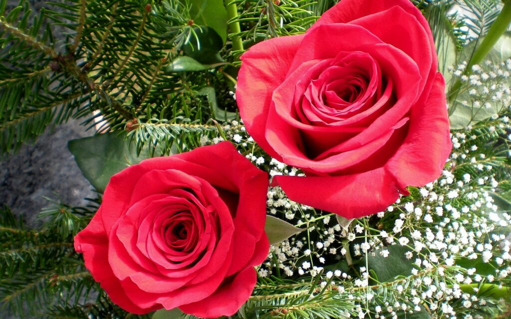 Vibrant Red Roses with Gypsophila & Pine Needles - Floral Wallpaper