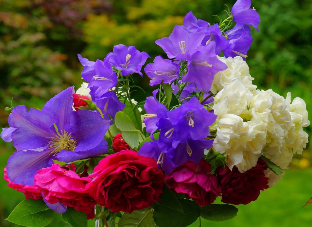 Vibrant Floral Wallpaper: Deep Red Roses & Purple Clematis Beauty