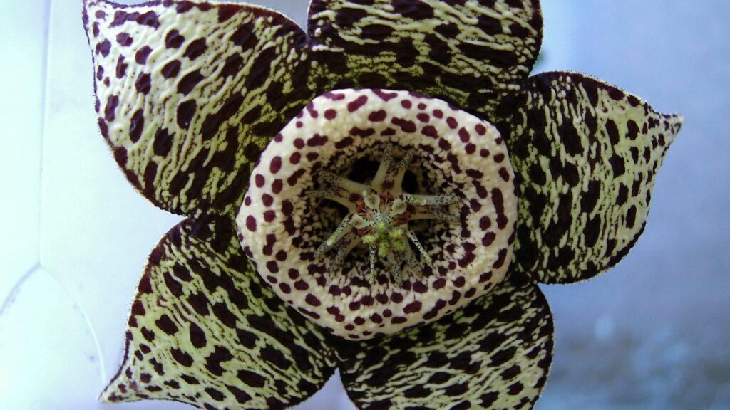 Stunning Flower Close-Up: Intricate Petals & Unique Patterns Wallpaper