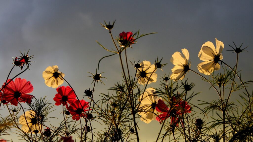 Serene Floral Wallpaper: Delicate Flowers Against Overcast Sky
