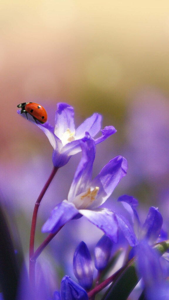 Stunning Flower Wallpaper: Vibrant Purple Blossoms & Ladybug Background