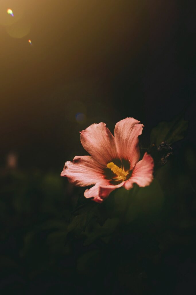 Stunning Flower Wallpaper: Blooming Petals on Dark Moody Background