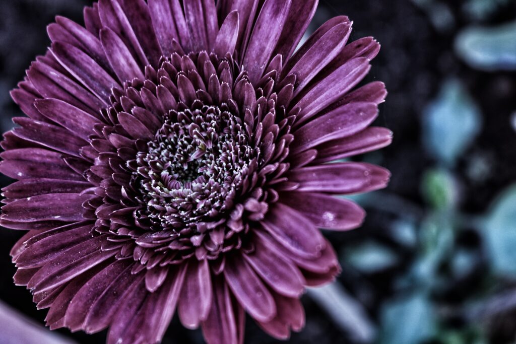 Vibrant Flower Close-Up Wallpaper: Stunning Petals & Intricate Bud
