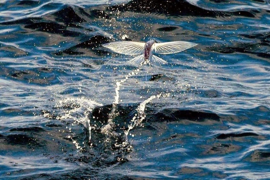 Flying Fish Leap: Stunning Ocean Wallpaper with Sunlit Waves