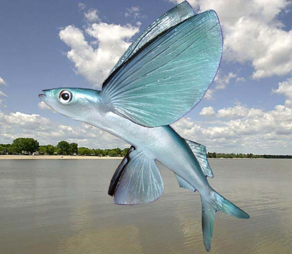 Stunning Flying Fish Wallpaper: Graceful Blue Wings Over Calm Water