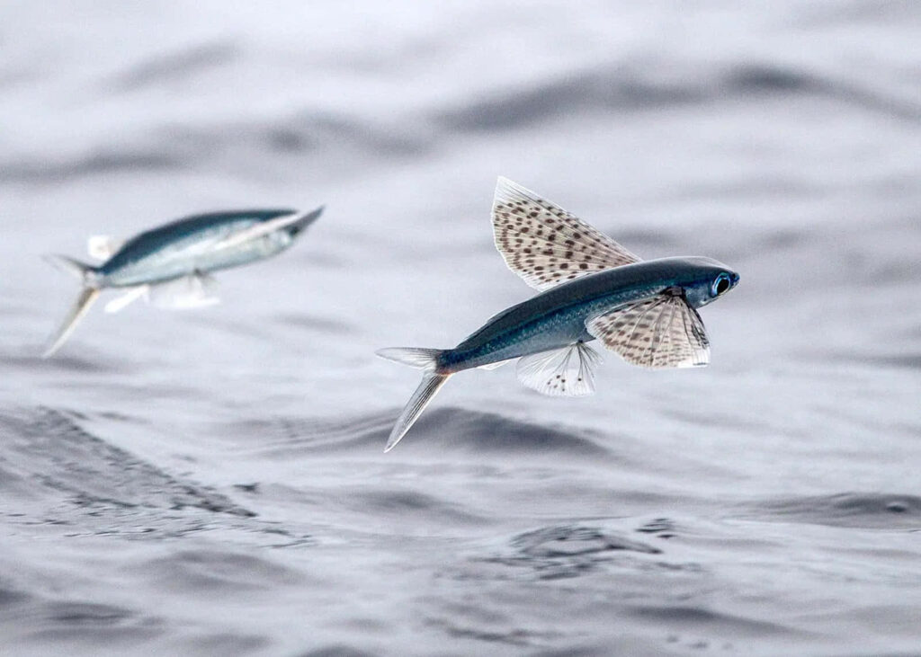 Stunning Wallpaper of Flying Fish Soaring Above Serene Ocean